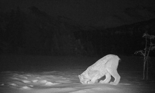 a photo from a trail camera that shows a lynx pawing or smelling something on the ground