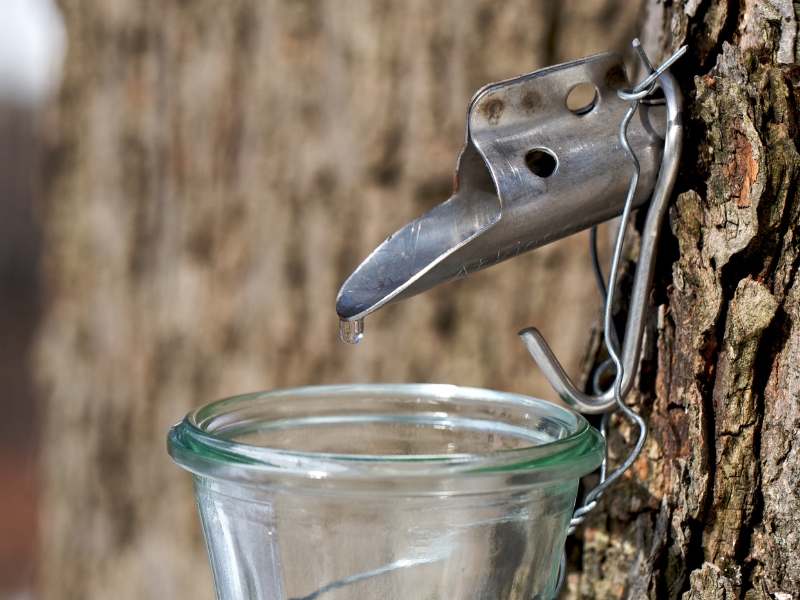 photo of sap dripping from a metal spile inserted into a maple tree