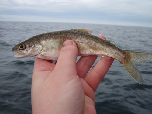 photo by Maureen-Walsh, USGS (PD) photo of juvenile lake trout being held in a person's hand