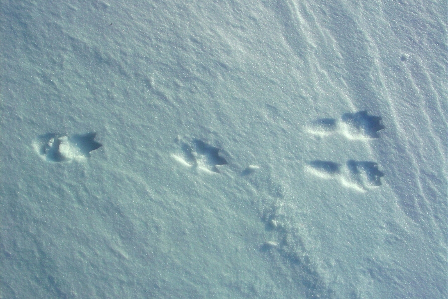 tracks of a cottontail rabbit in the snow