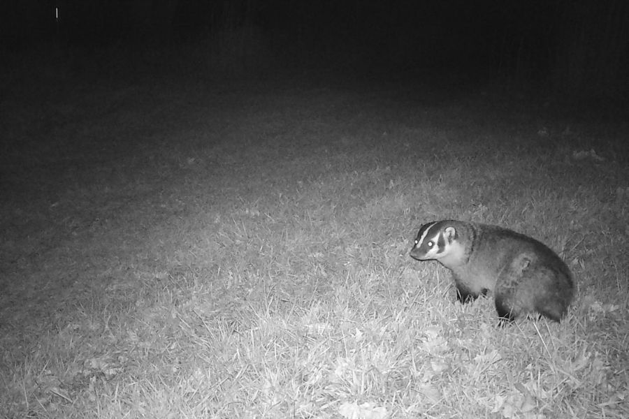 nighttime photo of a badger captured on a Snapshot Wisconsin camera