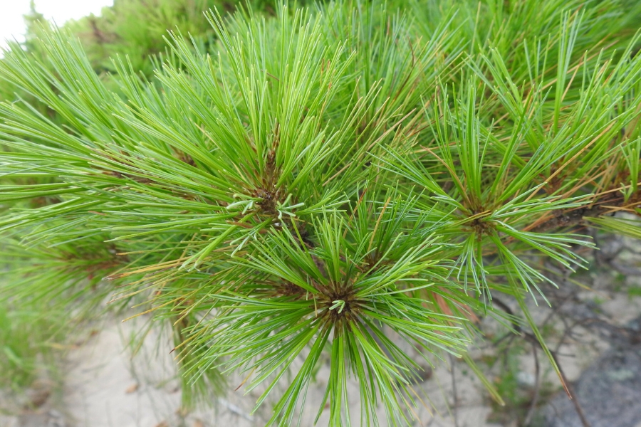 white pine branch by Caitlin Campbell (CC BY-NC 4.0)