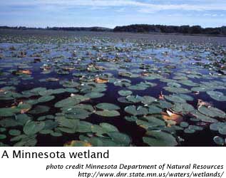 wetland