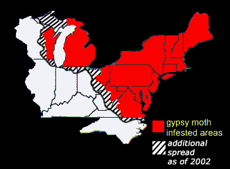 Gypsy Moth Map