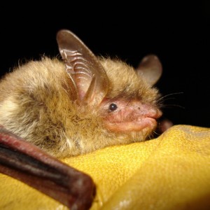 northern long-eared bat photo by David Redell photo of long-eared bat being held by a gloved hand