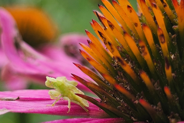 photo of a jagged ambush bug nymph. It is all green and doesn't have wings