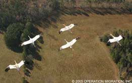 Cranes, from the class of 2005, flying with the ultralight on their first migration to Florida Cranes, from the class of 2005, flying with the ultralight on their first migration to Florida