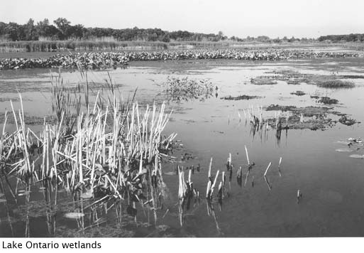 Lake Ontario Wetlands