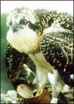 Osprey Osprey