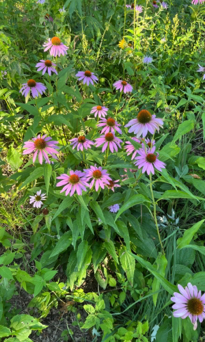 purple coneflower by carterhorman (CC BY-NC 4.0) via iNaturalist photo showing flowers, stems, and leaves of the purple coneflower