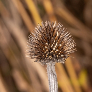 purple coneflower by kevin (CC BY-NC 4.0) via iNaturalist photo of dried seedhead of purple coneflower with no petals