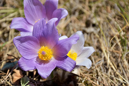 Pasqueflower