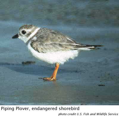 Piping Plover Piping Plover