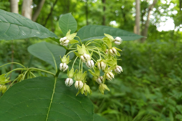 photo of white flowers of poke milkweed