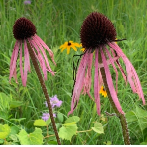 pale purple coneflower by kjsytsma (CC BY-NC 4.0) via iNaturalist photo of pale purple coneflower showing narrow, purple petals dropping from the cone in the center of the flower