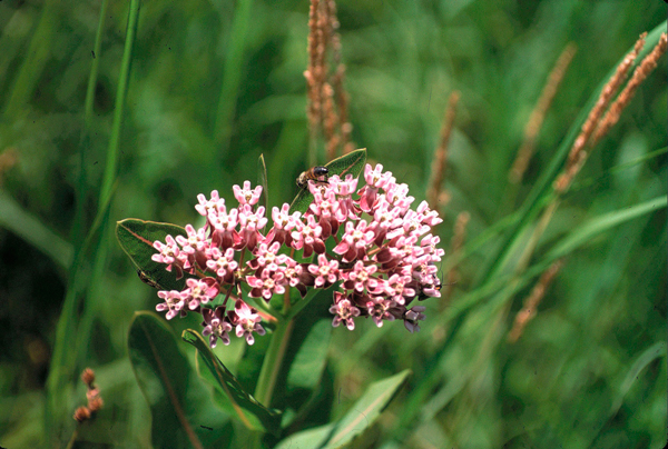 photo of light pink flowers of prairie milkweed