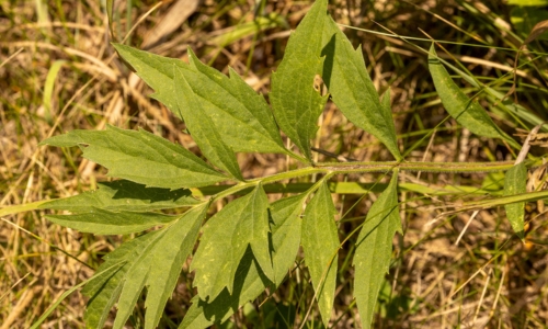 prairie coneflower by kevin (CC BY-NC 4.0) via iNaturalist photo of the deeply divided leaves of prairie coneflower