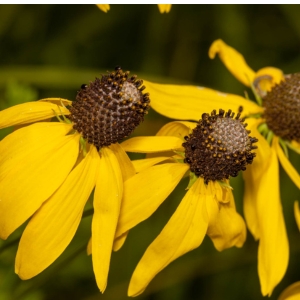 prairie coneflower by kevin (CC BY-NC 4.0) via iNaturalist photo shows the tiny disk flowers of prairie coneflower