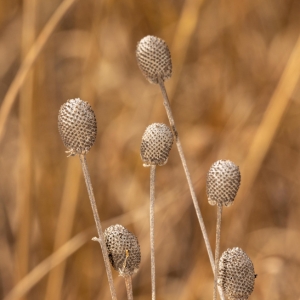 prairie coneflower by kevin (CC BY-NC 4.0) via iNaturalist photo of prairie coneflower seedheads