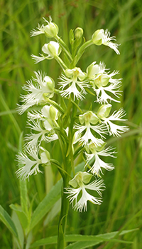 Prairie White-Fringed Orchid, Image Credit: Rori Paloski Prairie White-Fringed Orchid, Image Credit: Rori Paloski