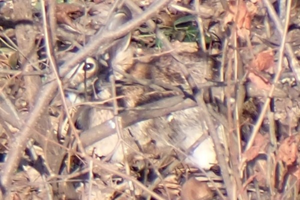 photo of a well-camouflaged rabbit hiding in brush