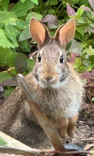 close-up photo of cottontail rabbit