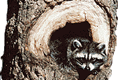 Raccoon inside of a tree