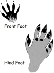 Raccoon track drawing, ©DNR