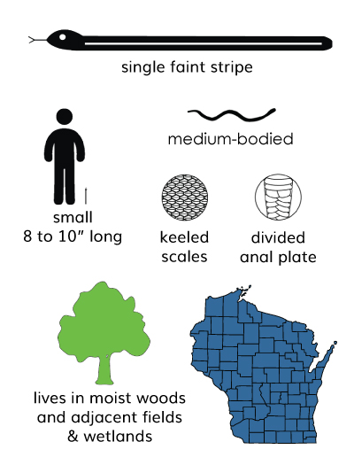 red-bellied snake infographic
