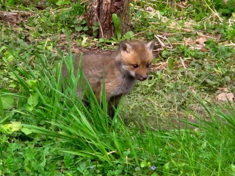 photo of a red fox kit standing behind some tall grasses