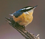 Red-Breasted Nuthatch Red-Breasted Nuthatch