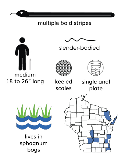 eastern ribbonsnake infographic