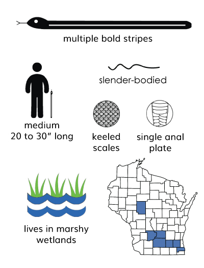 western ribbonsnake infographic