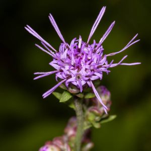 close-up photo of a blazingstar flowerhead
