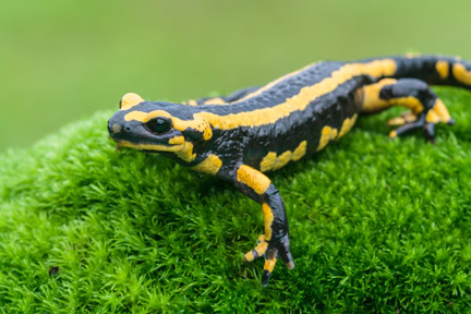 Salamander