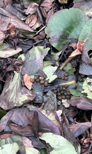 photo of round rabbit droppings 
