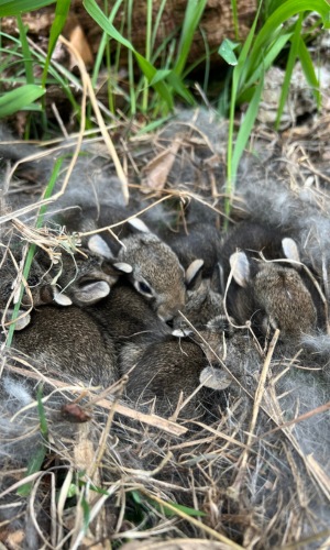 photo of young cottontails in their nest