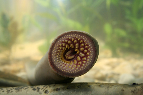 Alien Profile: Sea Lamprey | EEK Wisconsin