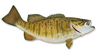 Small Mouth Bass