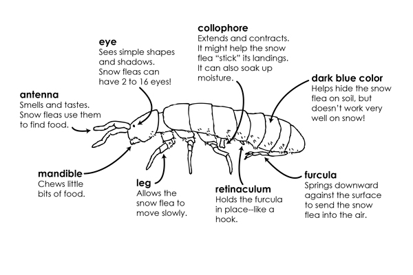 The Summer of Springtails in Wisconsin