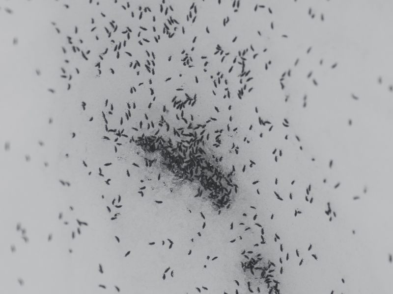 photo of a large number of snow fleas on snow. There are so many that the snow looks black.