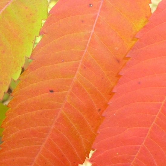 staghorn sumac leaves in fall color taken at Havenwoods State Forest