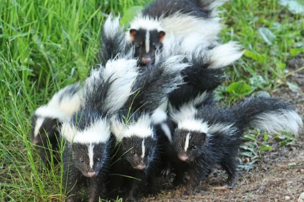 skunk family by John (CC BY-NC 4.0) via iNaturalist photo of a family of skunks
