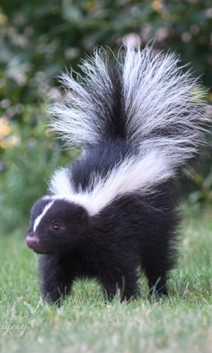 striped skunk by mr nobody (CC BY-NC 4.0) via iNaturalist photo of skunk with tail raised