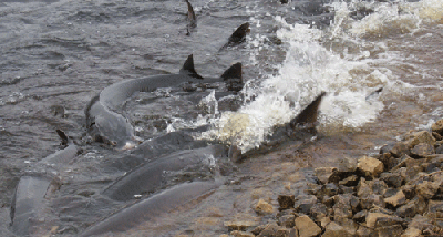 Sturgeon spawning Sturgeon spawning
