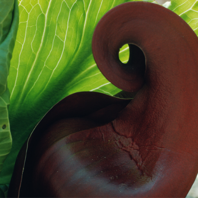 Skunk cabbage