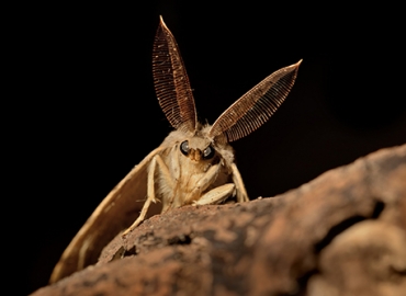 Different Types Of Moths In Wisconsin