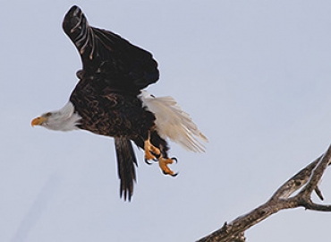 The American Bald Eagle