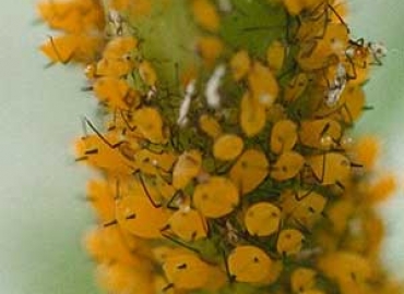 Aphids on milkweed