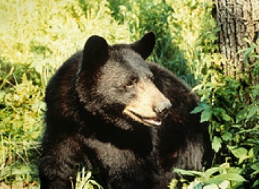 Black Bear